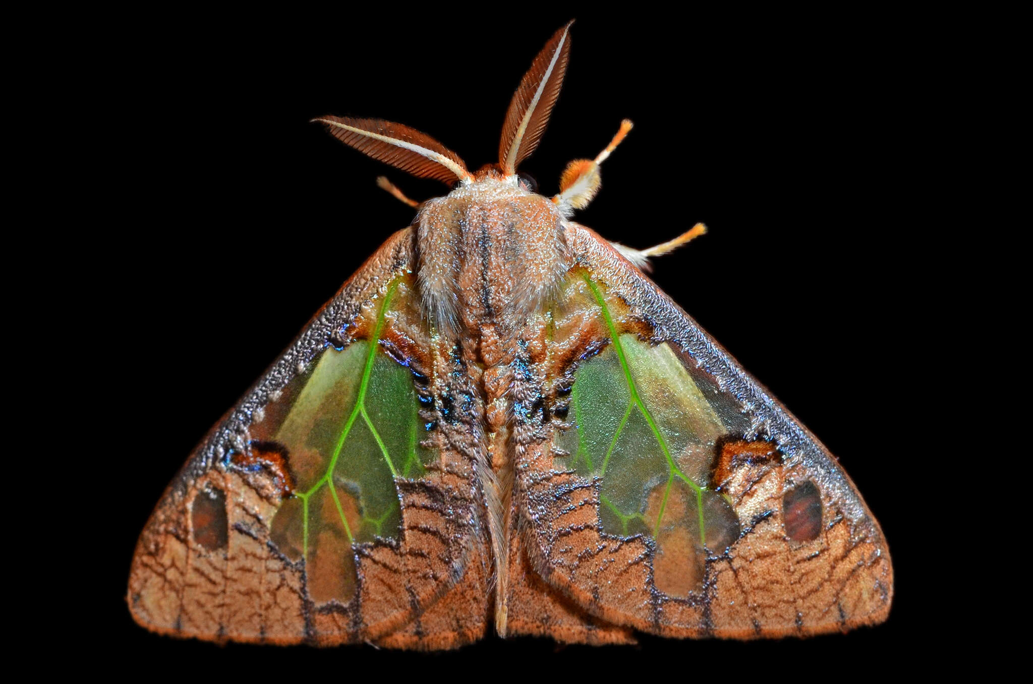 Image of Carriola ecnomoda Swinhoe 1907