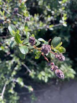 Image of woolyleaf ceanothus