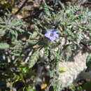 Plancia ëd Tiquilia grandiflora (Phil.) A. Richardson