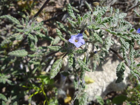 صورة Tiquilia grandiflora (Phil.) A. Richardson