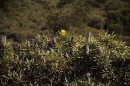 Plancia ëd Banksia attenuata R. Br.