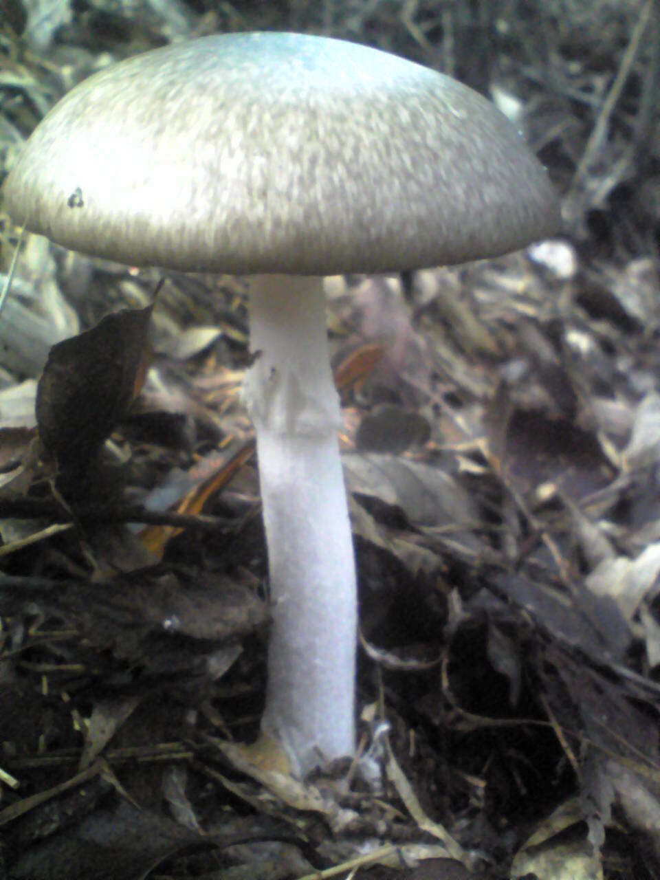 صورة Amanita pseudoporphyria Hongo 1957