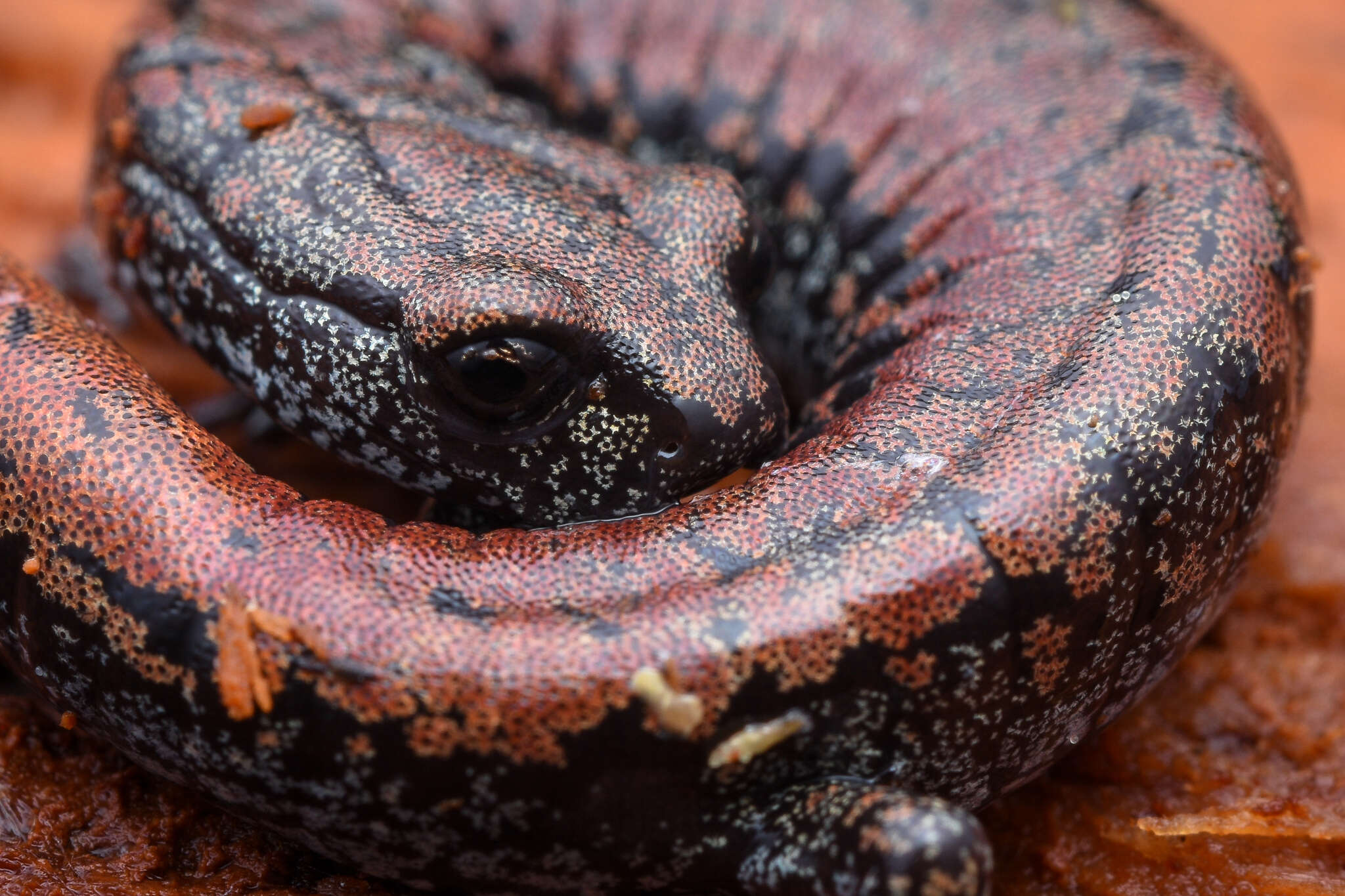 Image of Oregon Slender Salamander