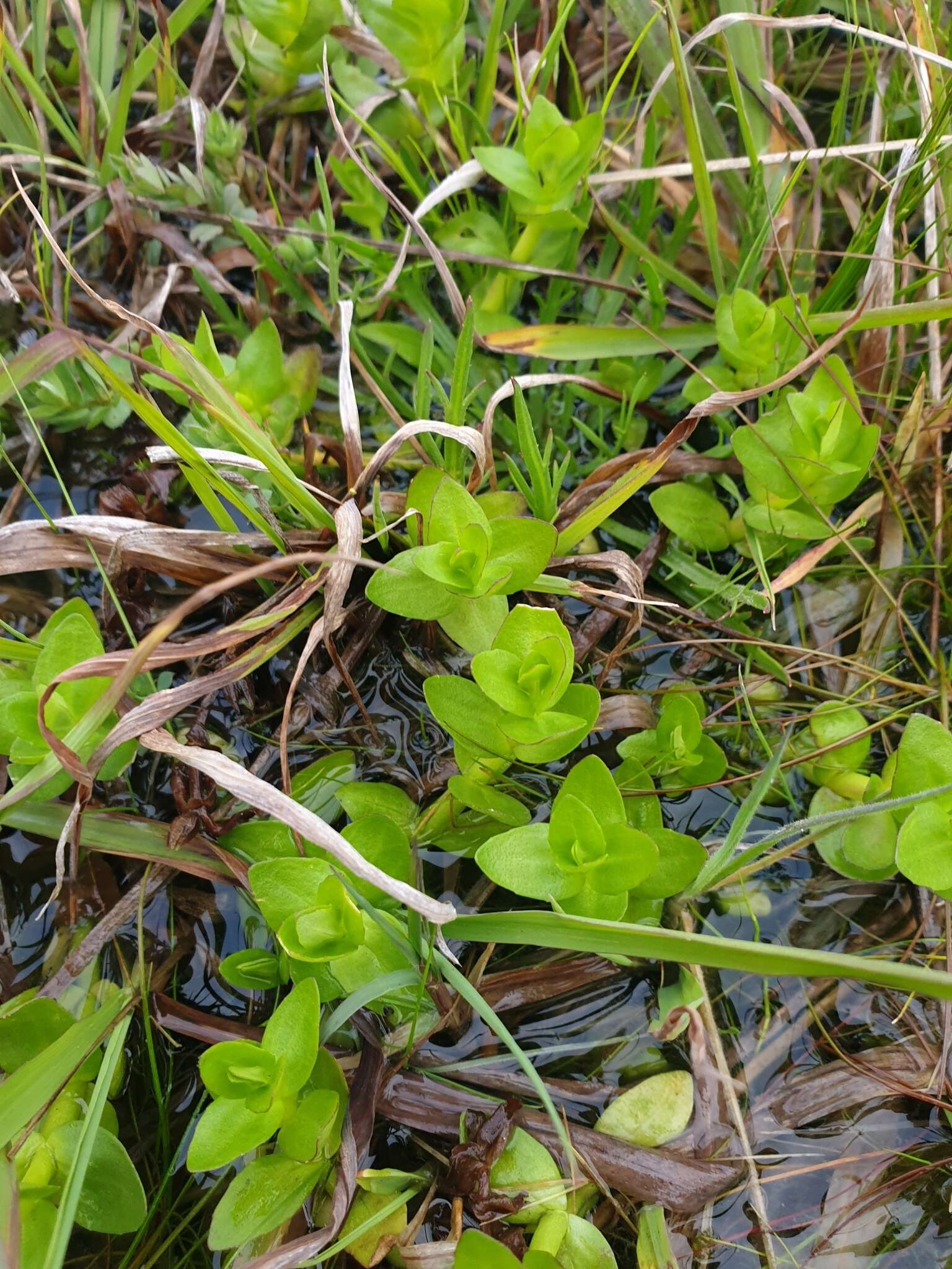 Image of Gratiola peruviana L.