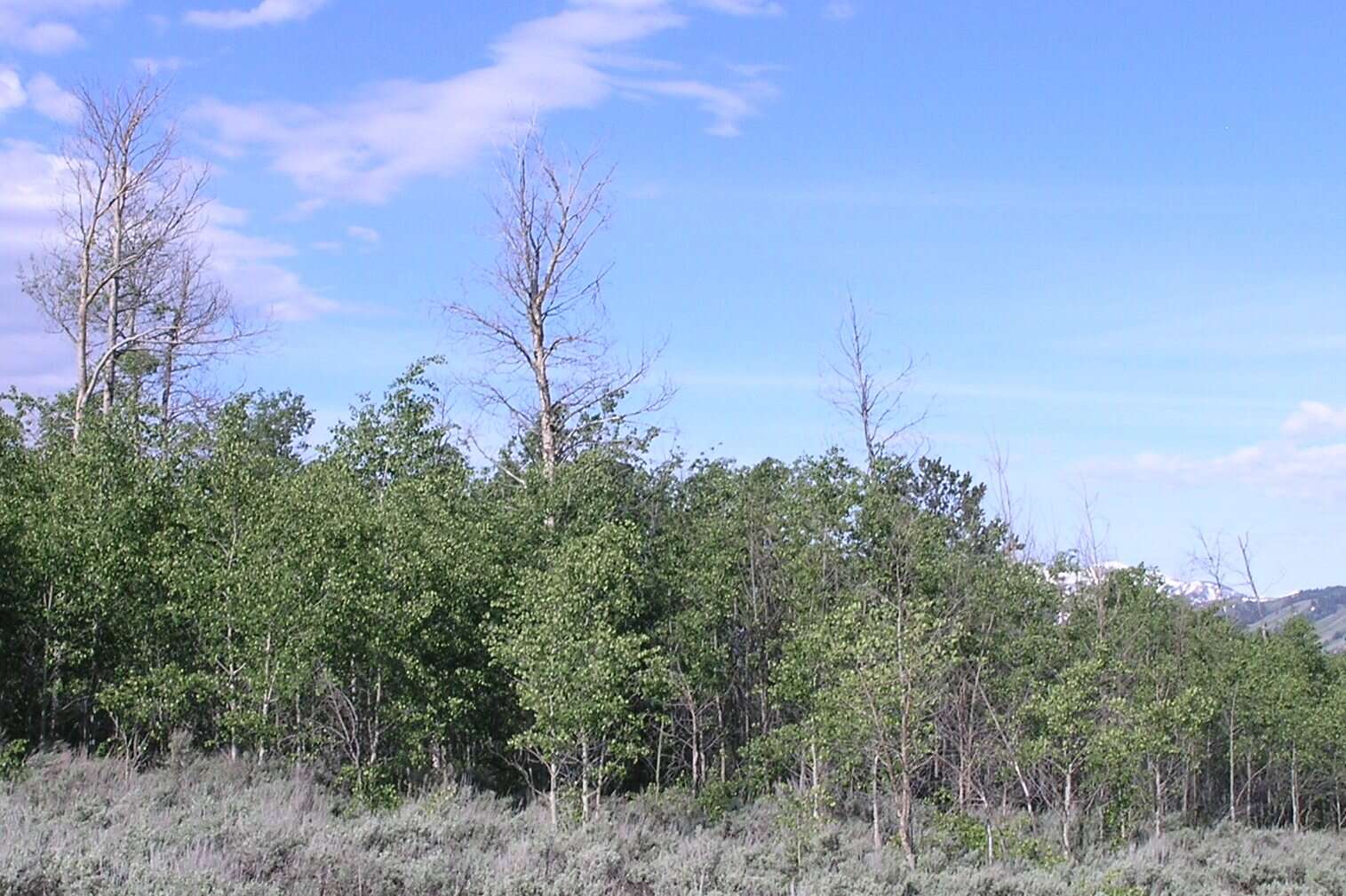 Image of quaking aspen