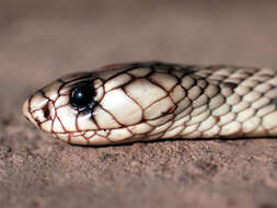 Image of Egyptian Cobra