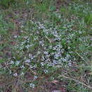 Imagem de Scaevola albida (Smith) Druce