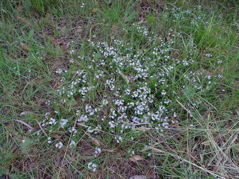 Scaevola albida (Smith) Druce的圖片