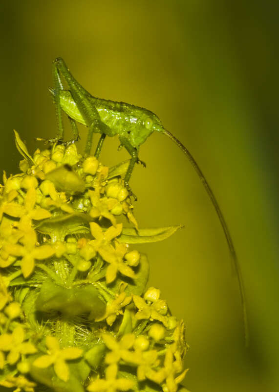 Image of Great green bushcricket