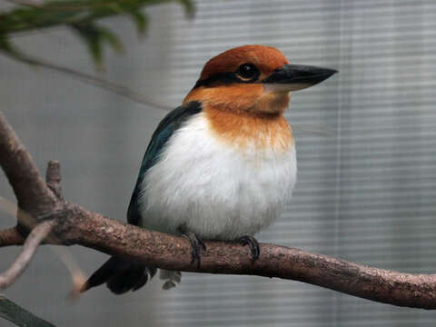 Image of Guam Kingfisher