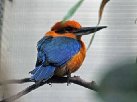 Image of Guam Kingfisher