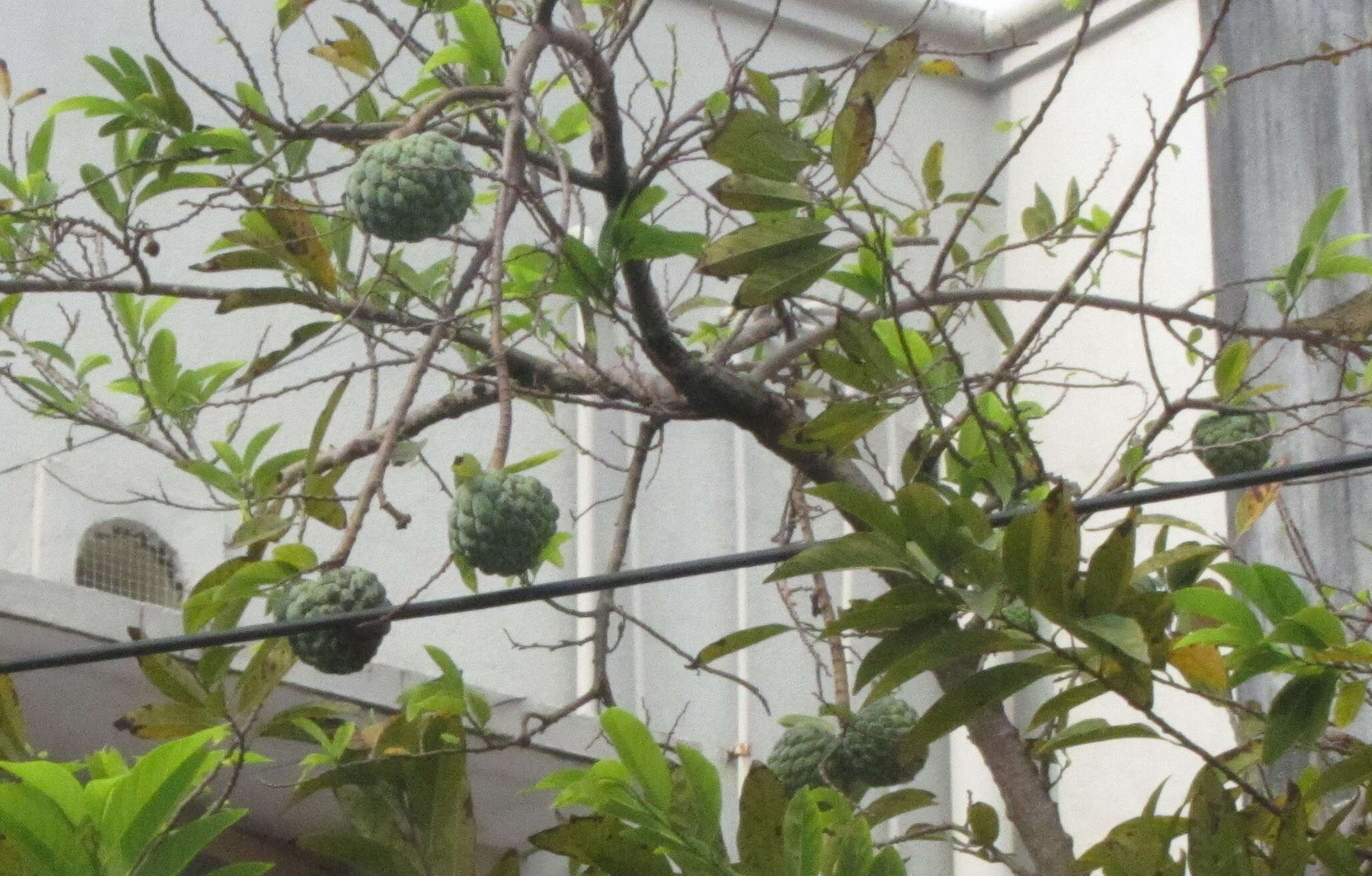 Image of sugar apple