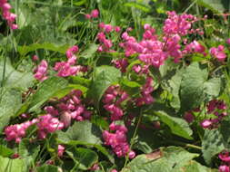 Image of antigonon