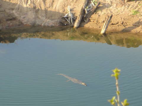 Imagem de Crocodylus niloticus Laurenti 1768