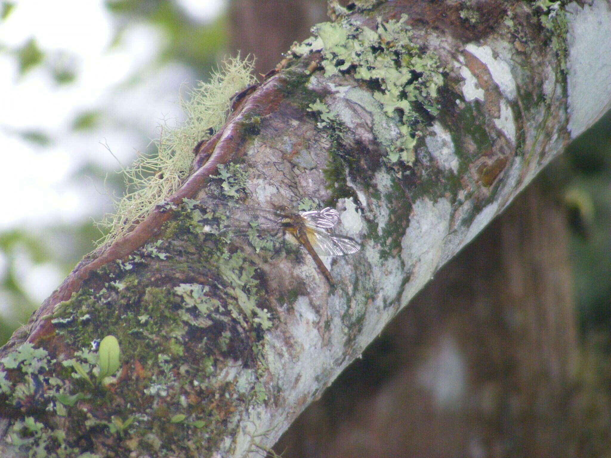 Image of <i>Sympetrum speciosum taiwanum</i> Asahina 1951