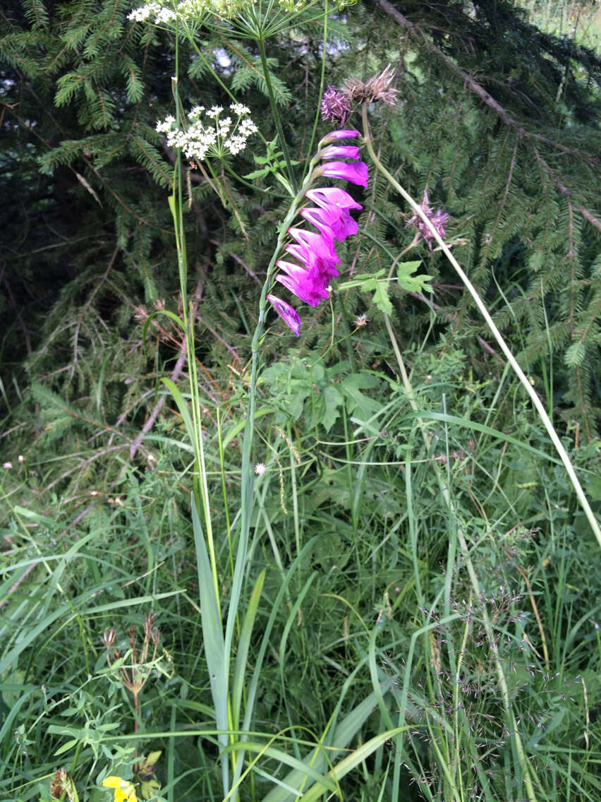 Image of Turkish Marsh Gladiolus