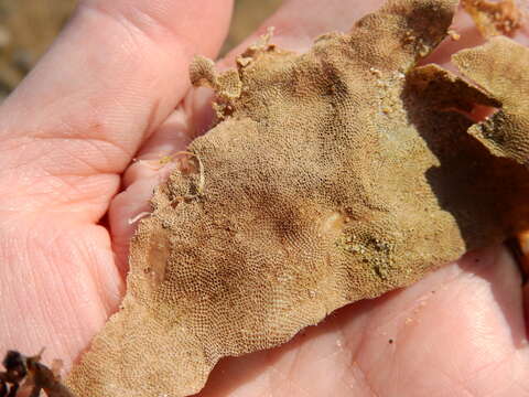 Image of Hairy bryozoan