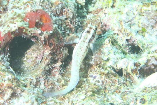 Image of Orange-spotted Blenny