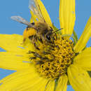 Image of Sunflower Andrena