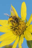 Image of Sunflower Andrena