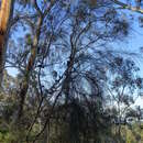 Imagem de Allocasuarina verticillata (Lam.) L. A. S. Johnson