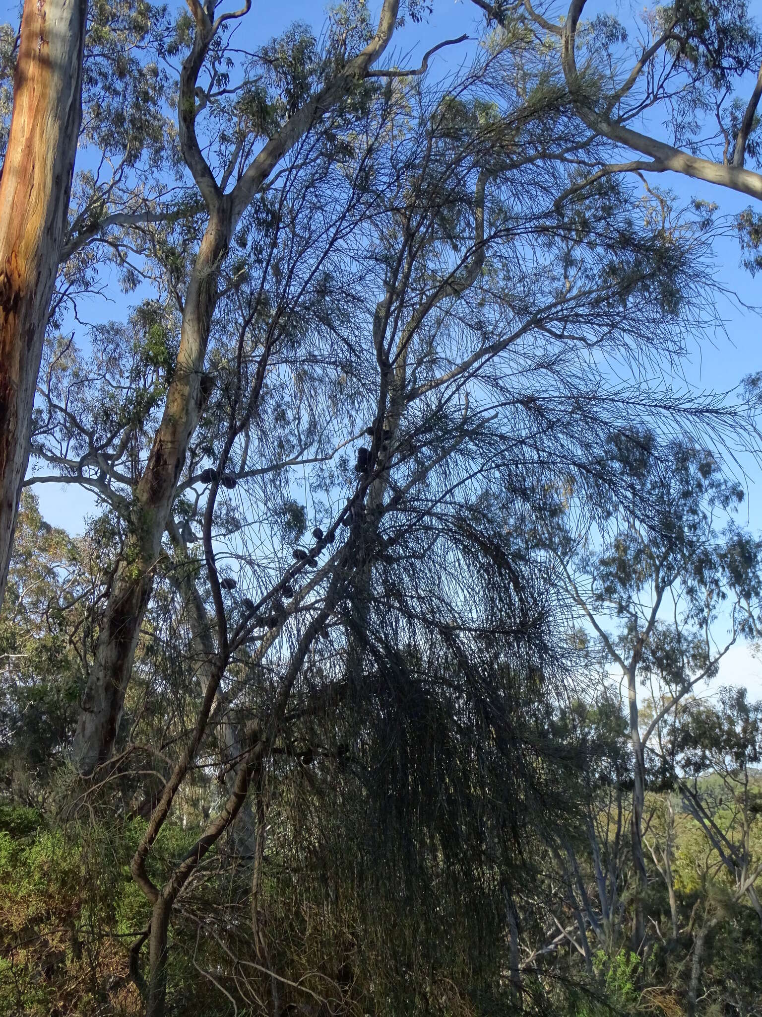 Imagem de Allocasuarina verticillata (Lam.) L. A. S. Johnson