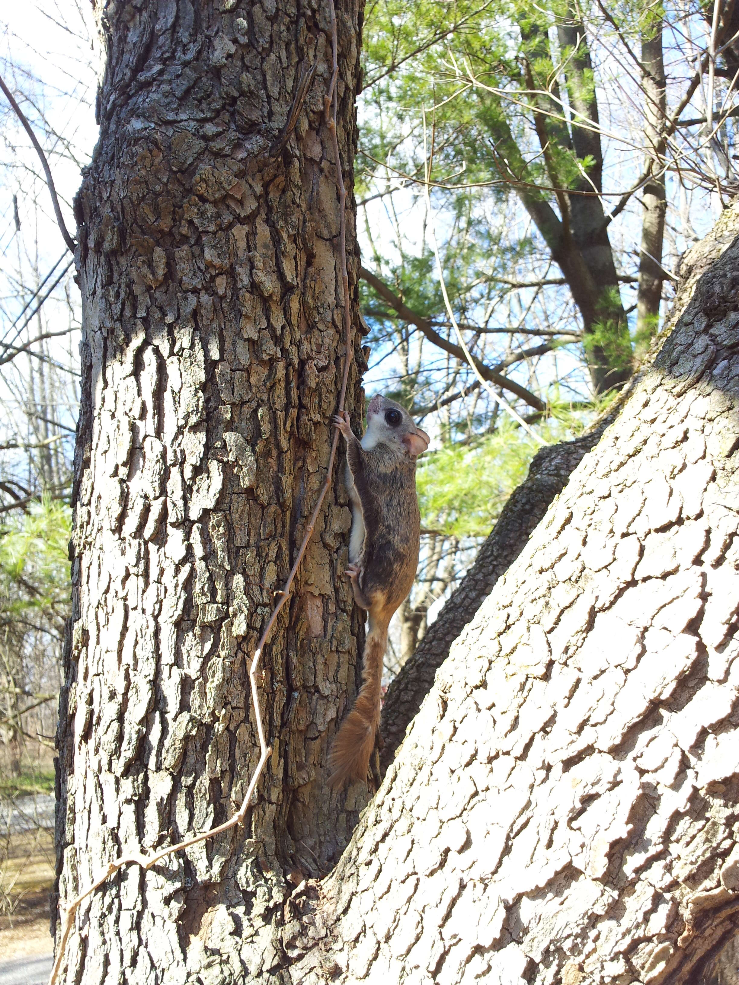 Image of Mexican Flying Squirrel