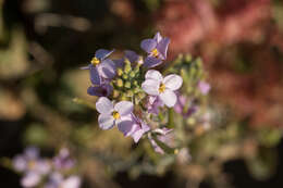 Sivun Diplotaxis acris (Forssk.) Boiss. kuva