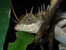 Image of Acanthosaura cardamomensis Wood, Grismer, Grismer, Neang, Chav & Holden 2010