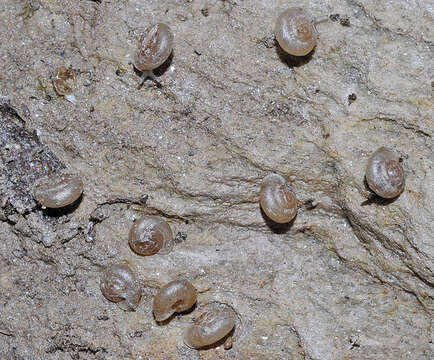 Image of smooth grass snail