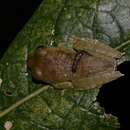 Image of Boophis quasiboehmei Vences, Köhler, Crottini & Glaw 2010