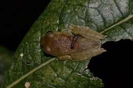 Image of Boophis quasiboehmei Vences, Köhler, Crottini & Glaw 2010