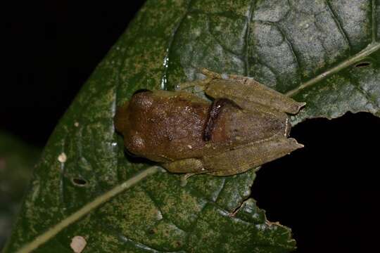 Слика од Boophis quasiboehmei Vences, Köhler, Crottini & Glaw 2010