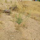 Image of Lophiocarpus polystachyus Turcz.