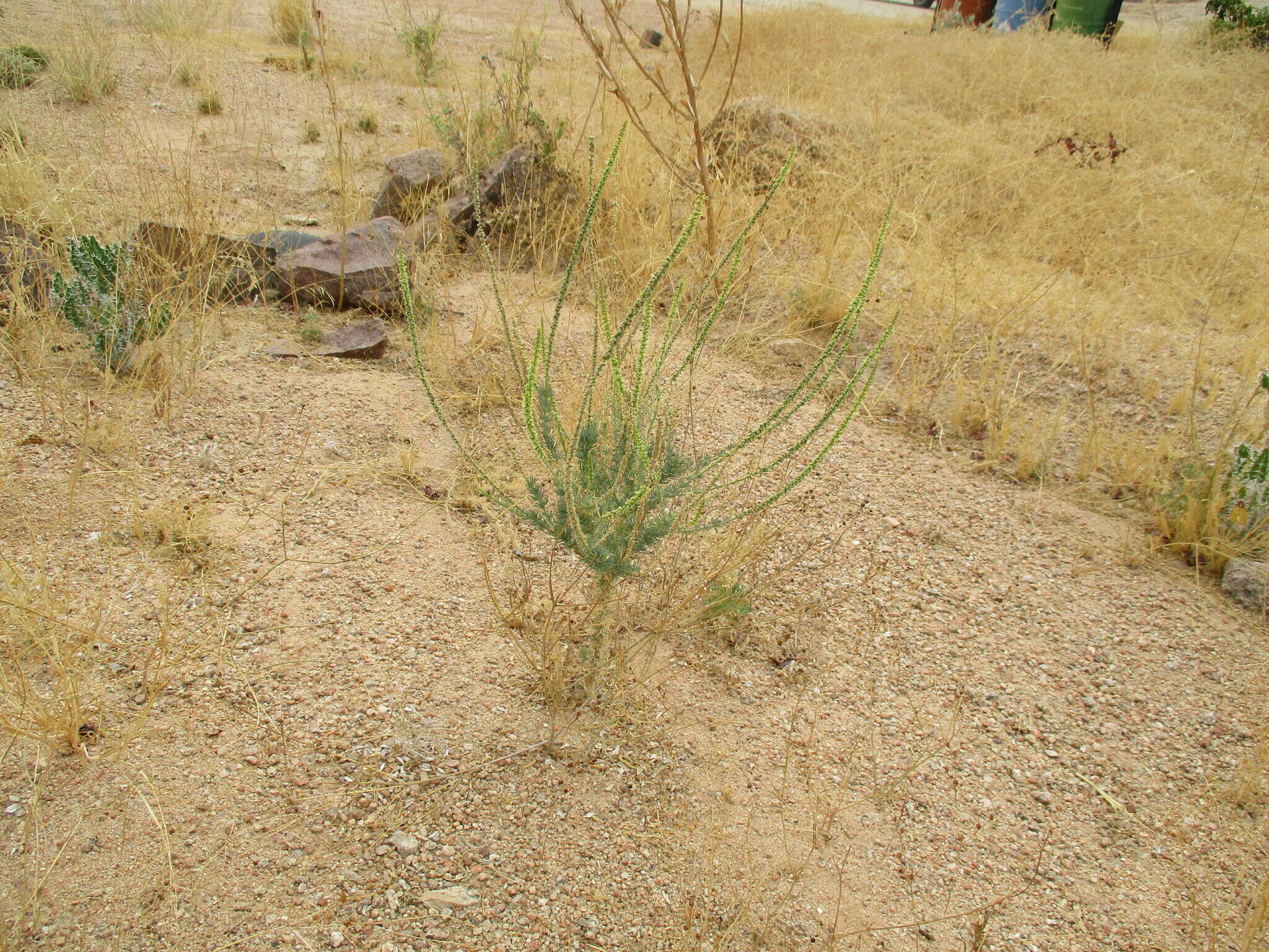 Image of Lophiocarpus polystachyus Turcz.