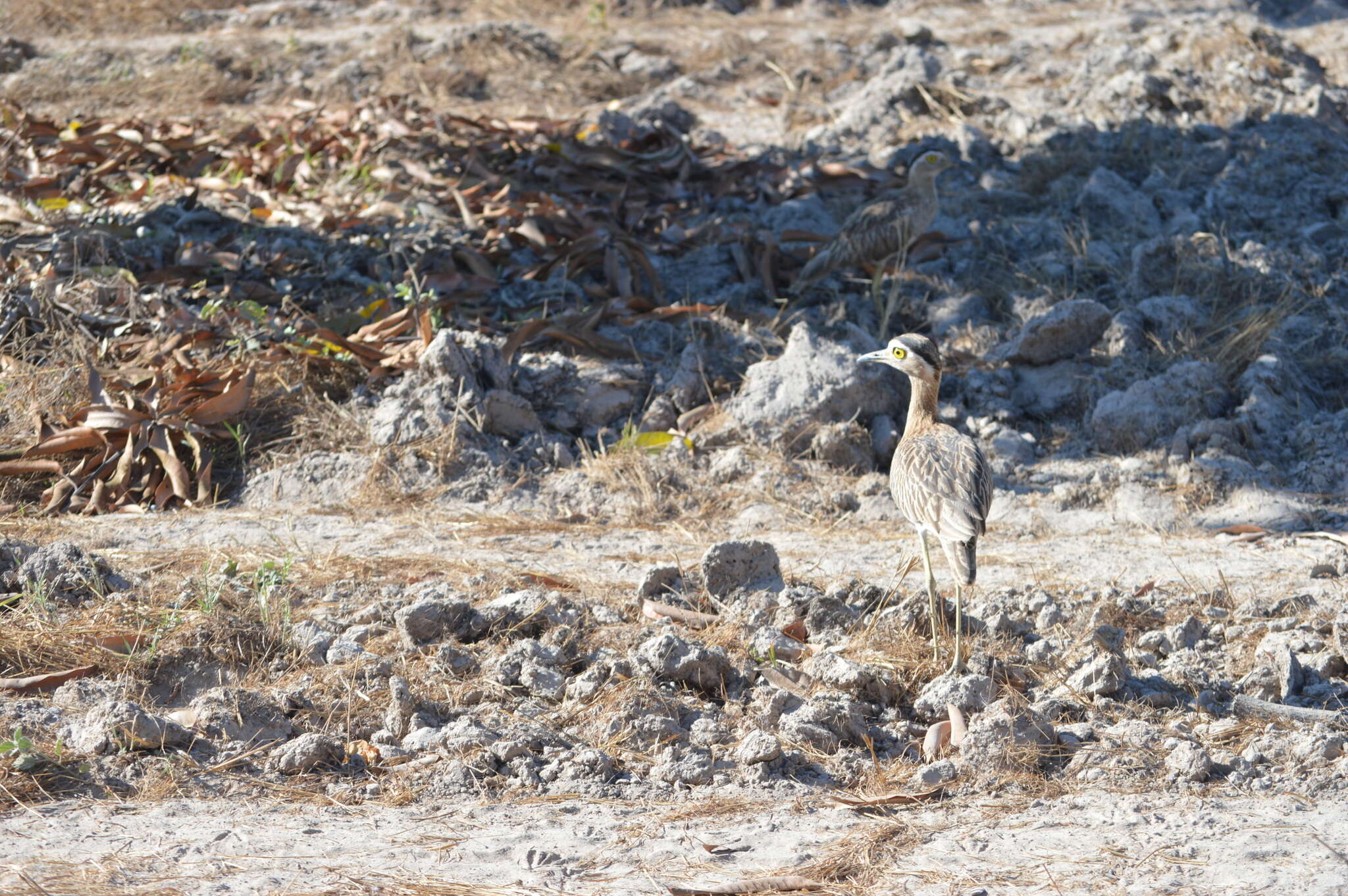 Image of Double-striped Thick-knee