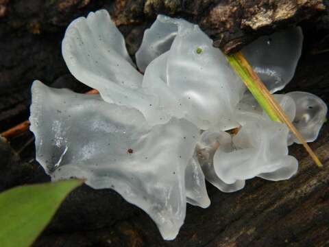 Image of snow fungus