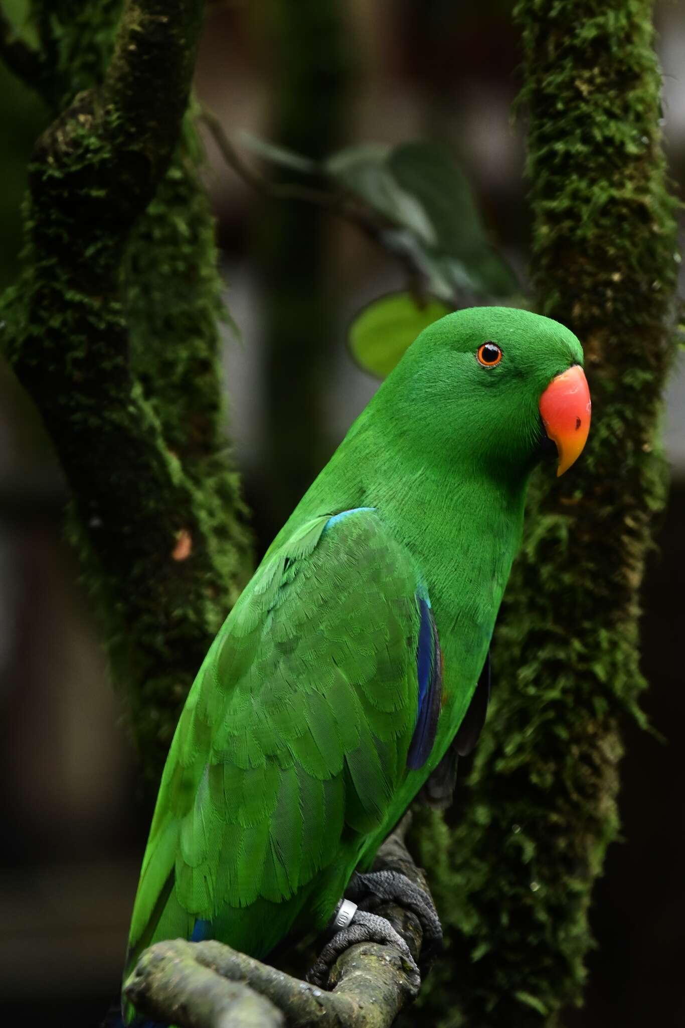 Image of Eclectus Wagler 1832