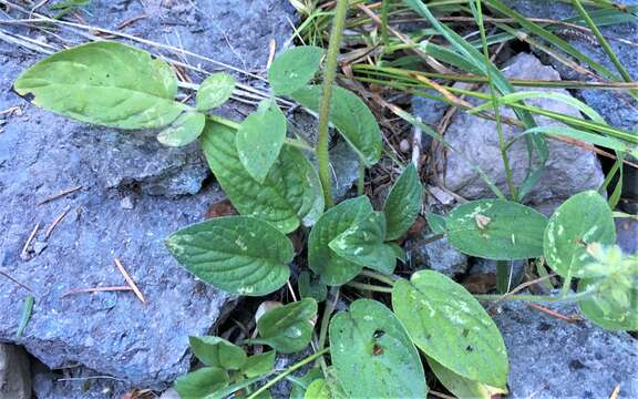 Image of narrowsepal phacelia