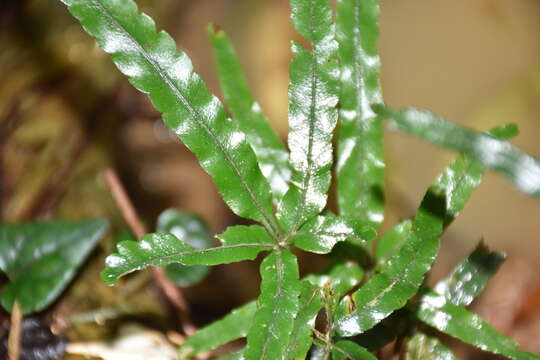 Image de Pteris cadieri Christ