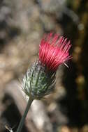 Image of cobwebby thistle