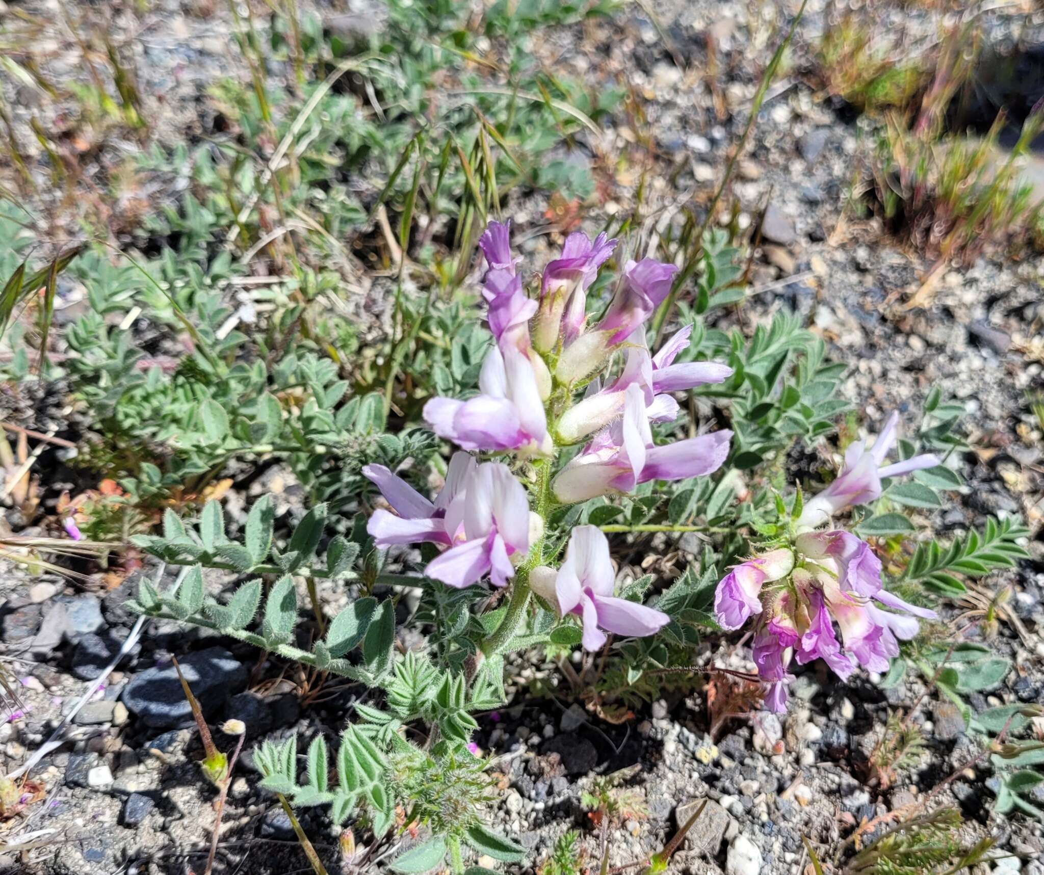 Image of Columbia milkvetch