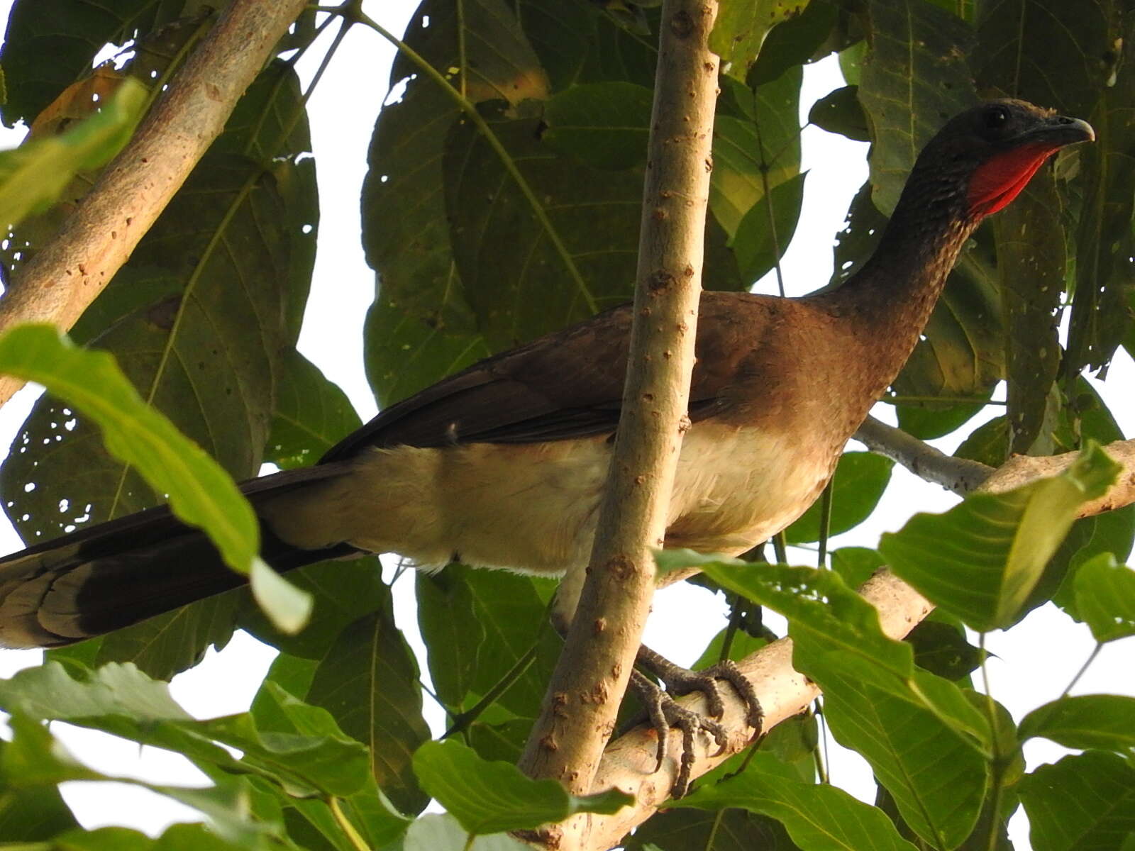 Image of White-bellied Chachalaca