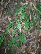 Image of Adiantum diaphanum Bl.