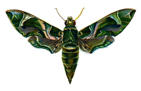 Image of oleander hawk-moth