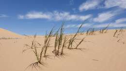 Image of desert panicgrass