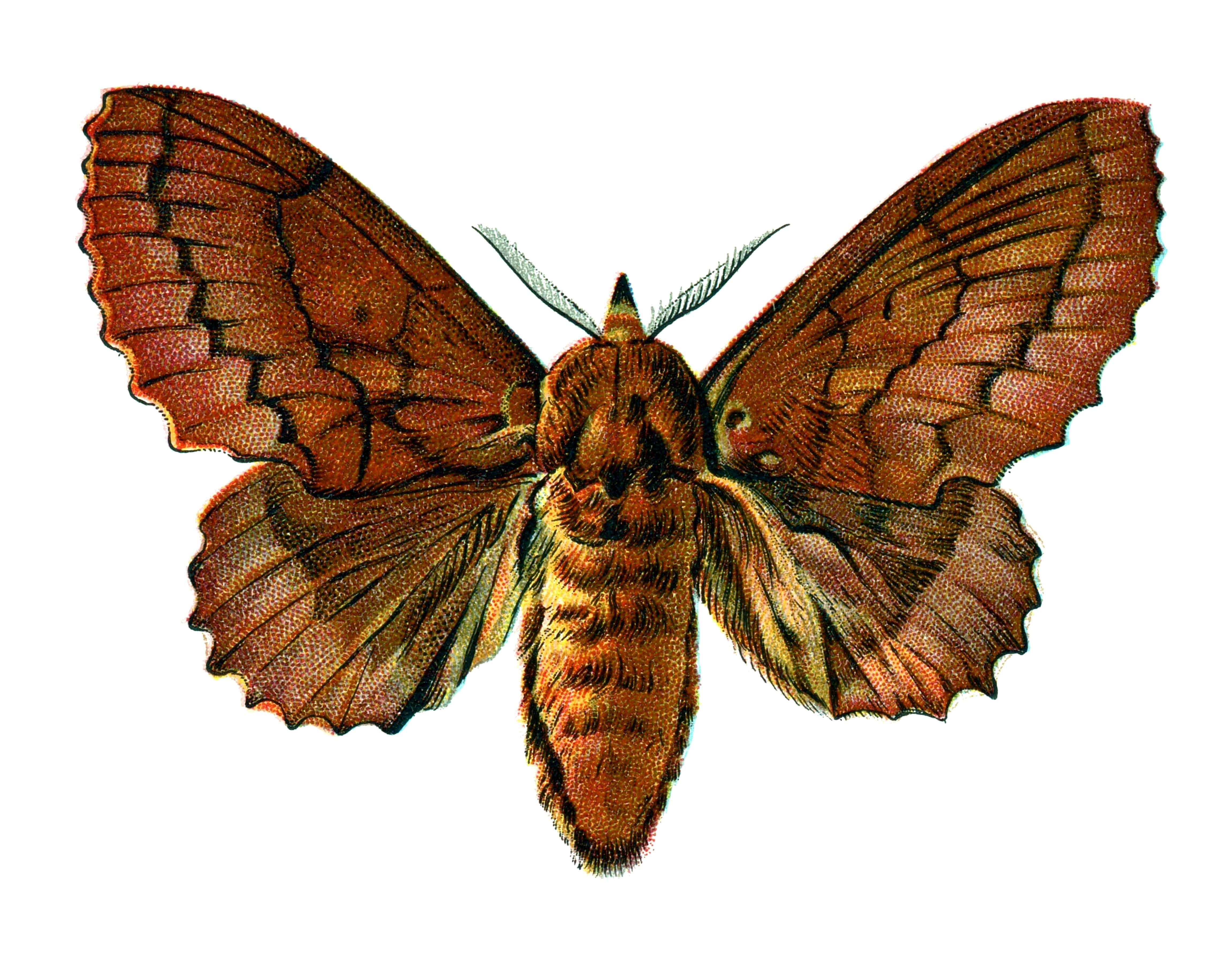 Image of lappet moth