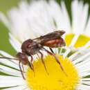 Image of Nomada erigeronis Robertson 1897