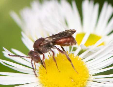 Image of Nomada erigeronis Robertson 1897