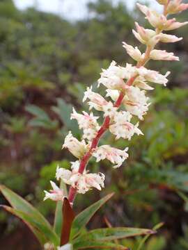 Image of Dracophyllum ramosum Panch. ex Brongn. & Gris